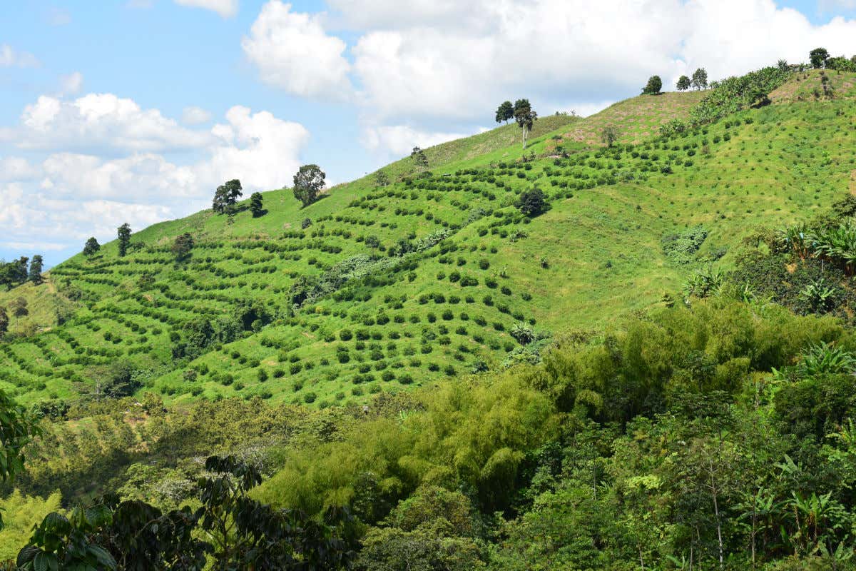 Laderas verdes repletas de vegetación en el Eje Cafetero de Colombia.