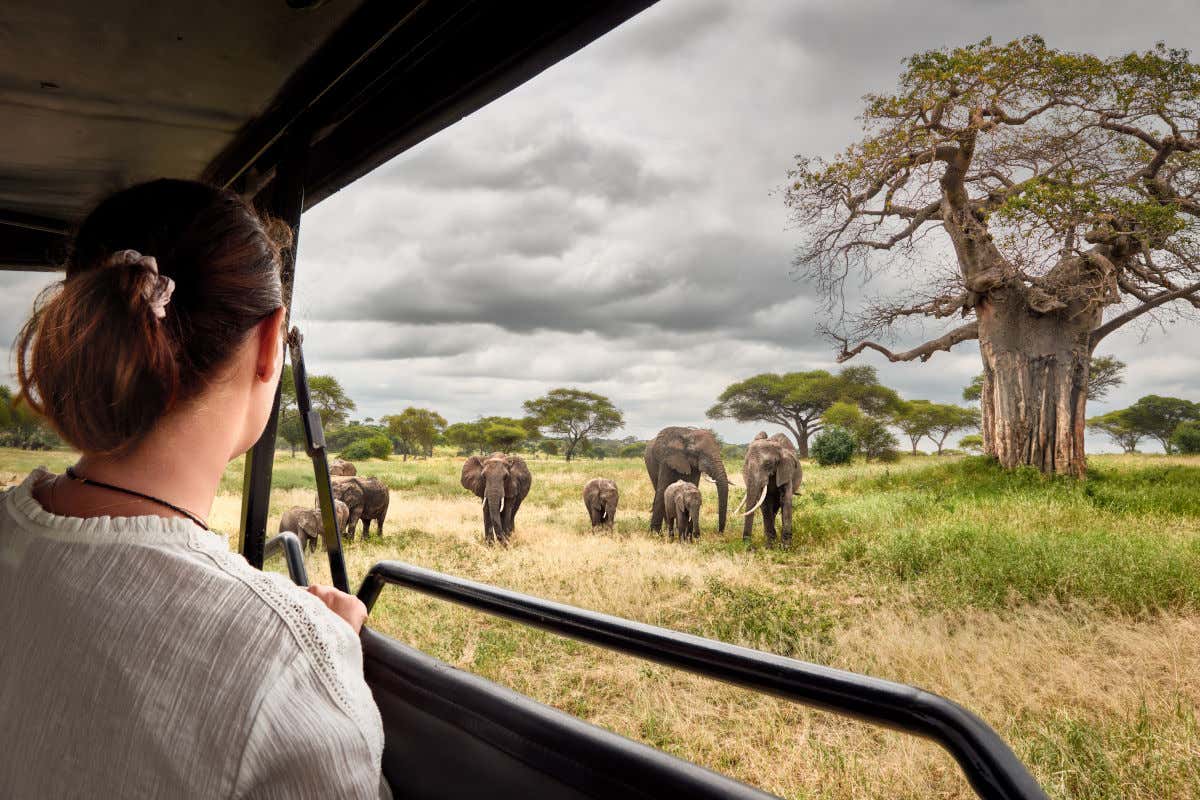 Una turista de espaldas a la cámara disfrutando de un safari entre elefantes en un todoterreno que atraviesa el Parque Nacional Tarangiri