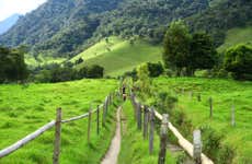 Cocora Valley Hiking Tour