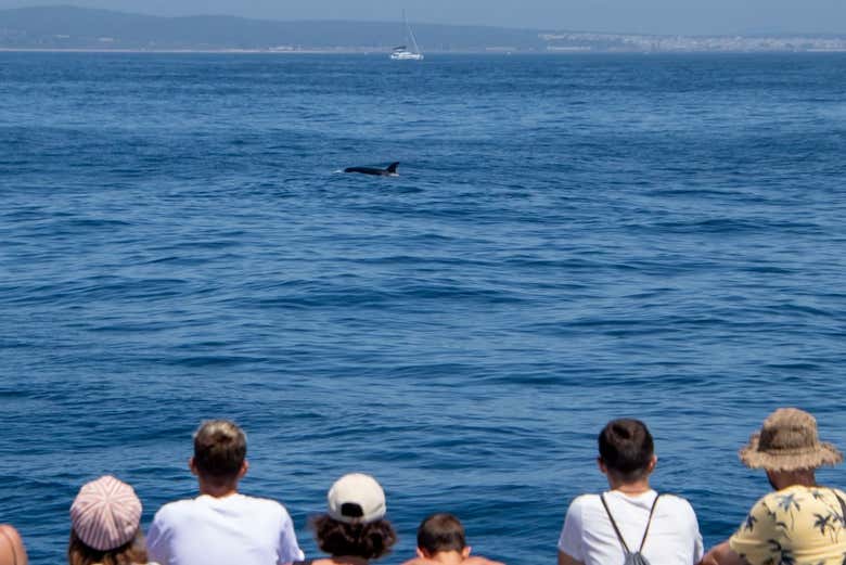 Divisando unos delfines