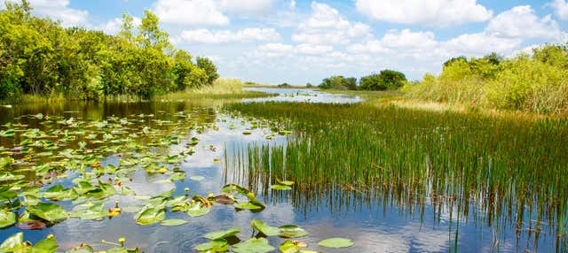 Offre : Everglades + Bus touristique Big Bus + Maisons des célébrités